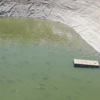 فروش ماهی کپور و آمور در استخر کشاورزی جهت طبخ|ماهی|ششده و قره بلاغ, |دیوار