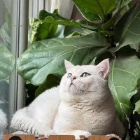 واگذاری بریتیش چینچیلانر