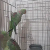 شاه طوطی اسکندرمولدکارداده...معاوضه باراهب