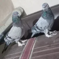 کبوتر