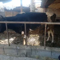 گاو زایبده درجه یک