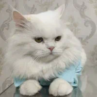 جفتگیری گربه نر|گربه|اسلامشهر, صادقیه|دیوار