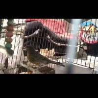 سره اهوازی|پرنده|پاکدشت, شهرک امام رضا|دیوار