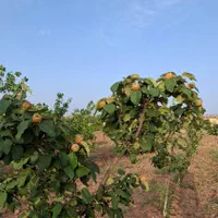 باغ روستای راهجرد(سه راهی آشتیان)|فروش زمین و ملک کلنگی|قم, نیروگاه|دیوار