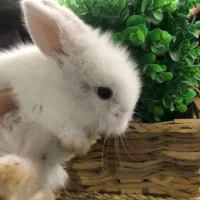 بچه خرگوش سفید فلت