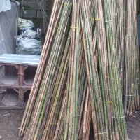 لوله خیزران