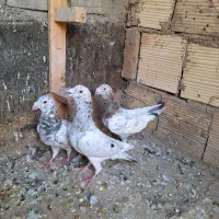 سار قدیمی