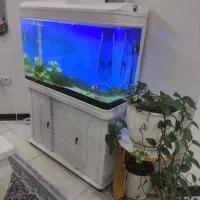 آکواریوم|ماهی|اهواز, کوی جانبازان(دانش)|دیوار