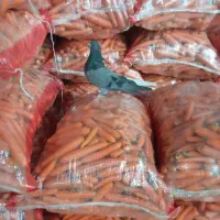 کبوتر اصفهانی سبز دم سفید