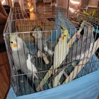 عروس هلندی