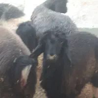 بره وبیگ|حیوانات مزرعه|مسجد سلیمان, |دیوار