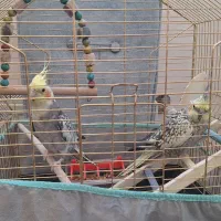 فروش یک جفت عروس هلندی