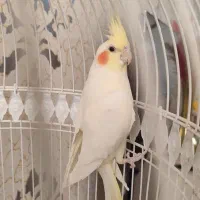عروس هلندی|پرنده|مشهد, محمدآباد|دیوار