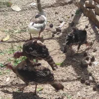 بوقلمون بالغ نر و ماده