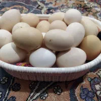 تخم مرغ محلی