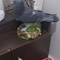 ۱عدد نر کوهی|پرنده|صدرا-فارس, فاز ۱|دیوار