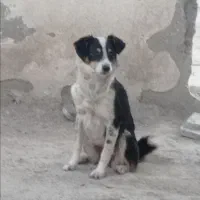 سگ خارجی پاکوتاه