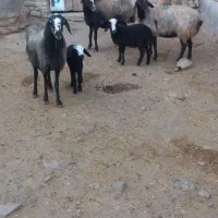 فروش س راس میش همراه دوتا بره یکی هم بقاز