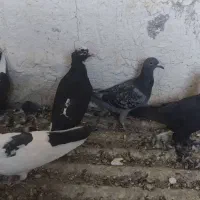 کفتر پلنگ|پرنده|زرند, |دیوار