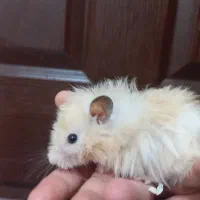 همستر دستی بازیگوش