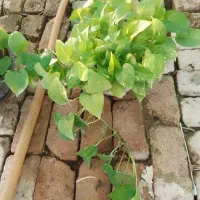 تولیدی گلهای اپارتمانی|گل و گیاه طبیعی|قرچک, صالح آباد|دیوار