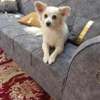 سگ پشمالوی شولتیز