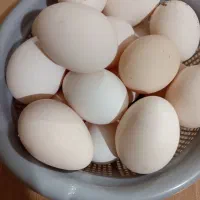 تخم مرغ محلی|خوردنی و آشامیدنی|رفسنجان, |دیوار