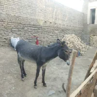 الاغ|حیوانات مزرعه|ازنا, |دیوار