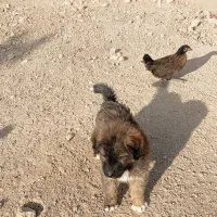 توله قدرجونی|سگ|پیر بکران, |دیوار