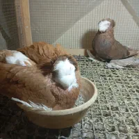 کبوتر زینتی بخارا نجفی