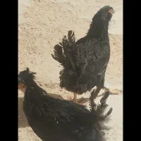 فروش مرغ و خروس جوجه کوچک|حیوانات مزرعه|گراش, |دیوار