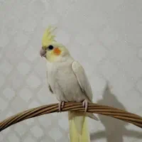 فروش دو عدد عروس هلندی لوتینو زعفرانی|پرنده|ماکو, |دیوار