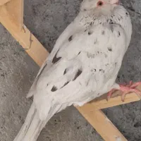 رنگه