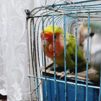 طوطی‌برزیلی‌معاوضه‌با‌نر