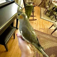 جوجه عروس هلندی ، تازه دونه خور شده،دستی