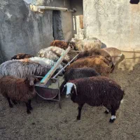 گودگوسفندی
