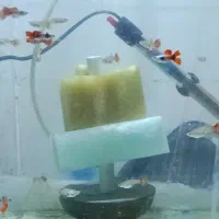 ماهی گوپی دامبو ردتیل با بهترین گرید و کیفیت