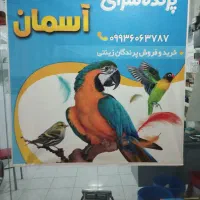 پرنده سرای آسمان