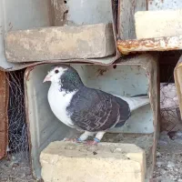 کفتر شهری چادری و ماده پلاکی