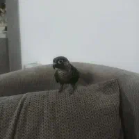 طوطی گریچیک سالم و دستی و خوش رنگ|پرنده|نیشابور, بنیاد شهید|دیوار