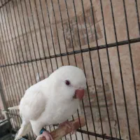 راهب،طوطی،قفس