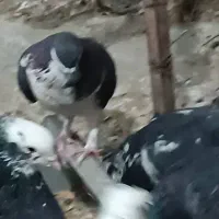 فروش یه عدد شهری|پرنده|فسا, |دیوار