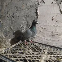 کبوتر|پرنده|خوسف, |دیوار