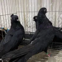 کبوتر جفت سیاه