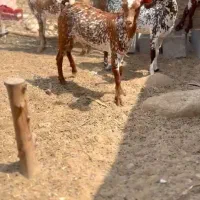 وارداتی ناب|حیوانات مزرعه|بروجن, |دیوار