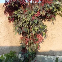 درختچه مصنوعی|گل مصنوعی|بهارستان, |دیوار