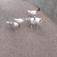 بوقلمون