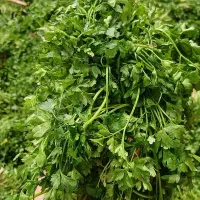 سبزیجات ارگانیک|عمده‌فروشی|نیشابور, خیام|دیوار