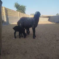 فروش یک عدد میش اصل شال دوقلوزا