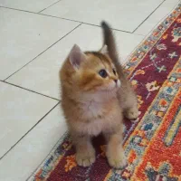 بریتیش .اسکاتیش|گربه|تهران, قیطریه|دیوار